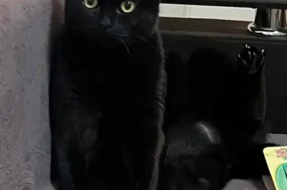 Пропала кошка Боря, Невская ул., 2, Дубровка