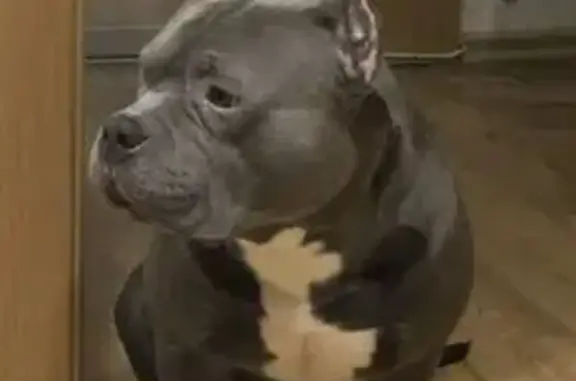 Собаки потеряшки, Нижний Новгород, фото: Потеряшка собака на Фонвизина, 26, Н. Новгород