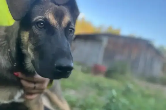 Найдена собака, Костромская область, фото: Найдена собака в Кузьмищенском поселении