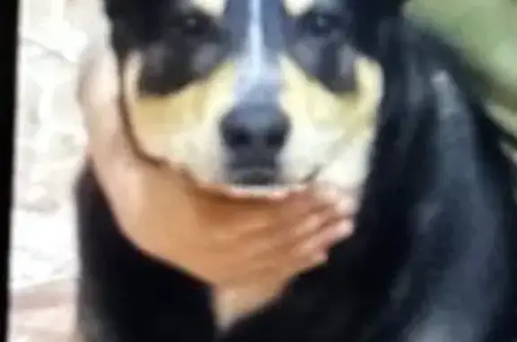 Собаки потеряшки, Калининград, фото: Потеряшка собака на ул. Красносельская, Калининград