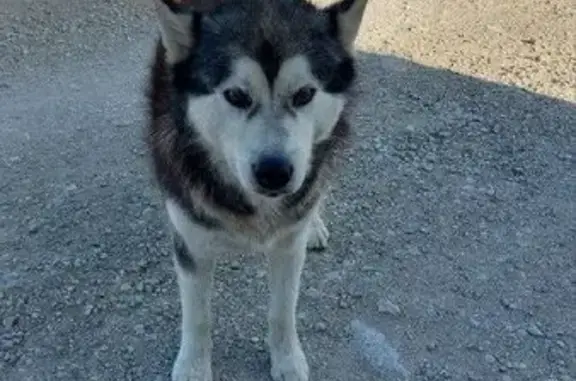 Найдена собака, , фото: Хаски найден в СНТ Дзержинец, ул. Липовая