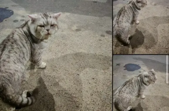 Пропал кот, Пушкинский пр., Могилёв