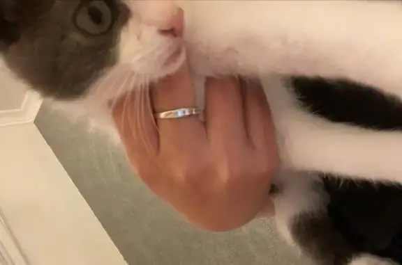 Кошки потеряшки, Заостровье, фото: Потеряшка кошка, Садовая ул. 3, Заостровье