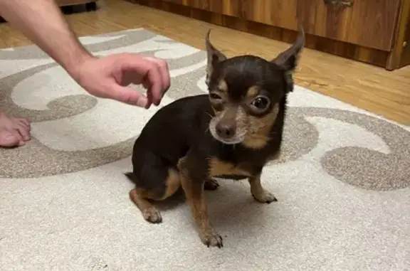 Собака найдена: ул. Лётчика Колесниченко