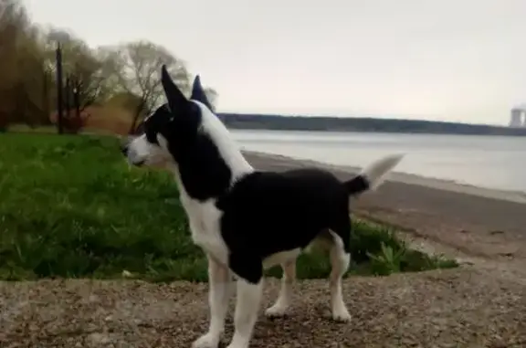 Пропала собака, ул. Космонавтов, д. 9