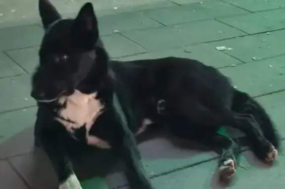 Собака найдена: пр.Толбухина, Ярославль