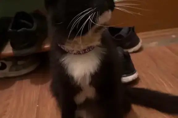 Найдена кошка, Самара, фото: Кошка найдена: Владимирская, 50, Самара