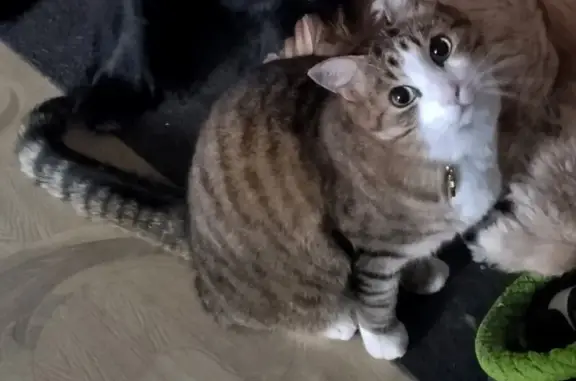 Кошки потеряшки, Сургут, фото: Потеряшка кошка, ул. Маяковского 10, Сургут