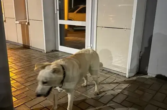 Собака найдена: Афанасьева 14, Чебоксары