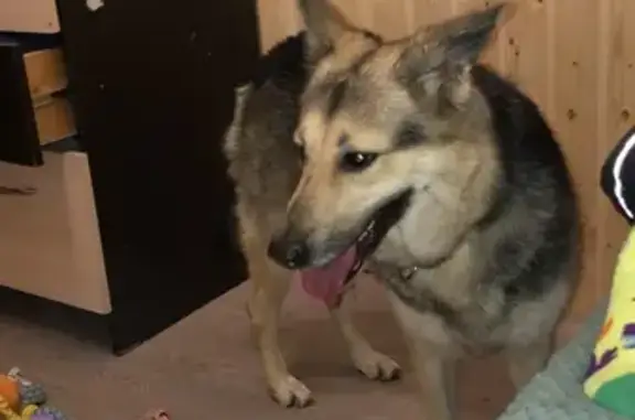 Найдена собака, Плинтовка, фото: Собака найдена: Линейная ул., Плинтовка