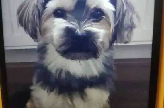 Собаки потеряшки, Сестрорецк, фото: Потеряшка собака, Приморское шоссе 295