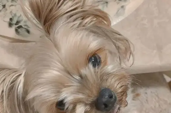 Собаки потеряшки, Самарская область, фото: Потеряшка собака, Власть Труда, Самара