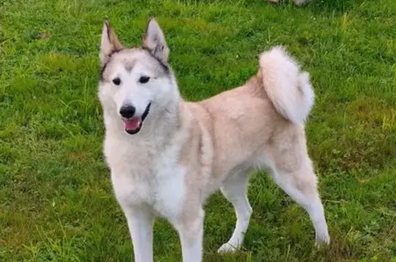 Найдена собака, , фото: Найдена беж. собака, МО, соц. адапт.