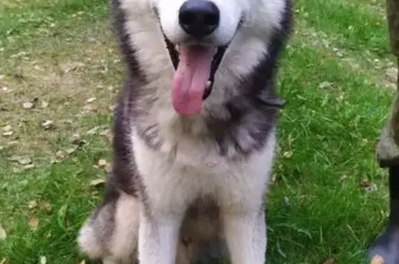 Найдена собака, Рязанская область, фото: Хаски найден в Гусь-Железном, Рязанская обл.