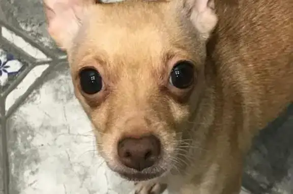 Собаки потеряшки, Ростовская область, фото: Потеряшка собака, Ростовская обл.