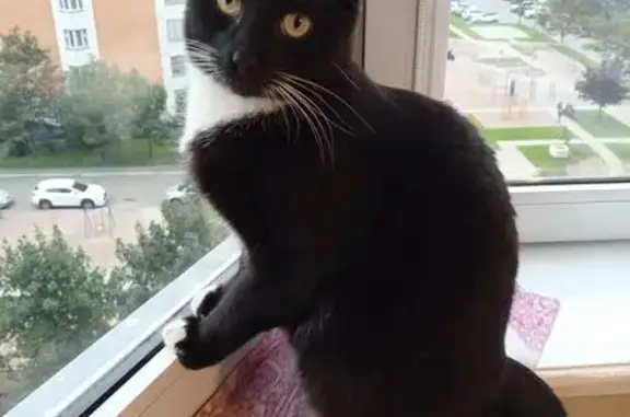 Кошки потеряшки, Рыжево, фото: Потеряшка кот Лекс, СНТ Лкуниха, Егорьевск