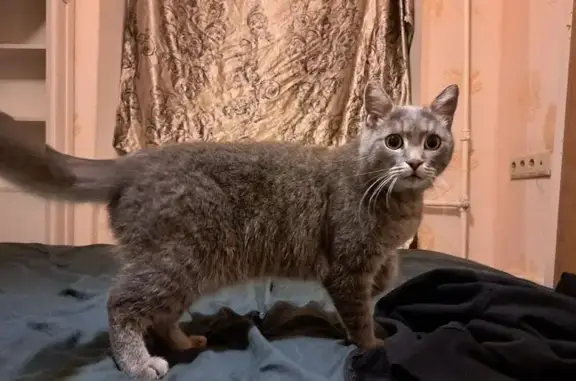 Кот найден в Москве, Черкизовская 05.09.25