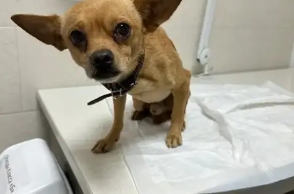 Собака найдена у Табачненского поселения