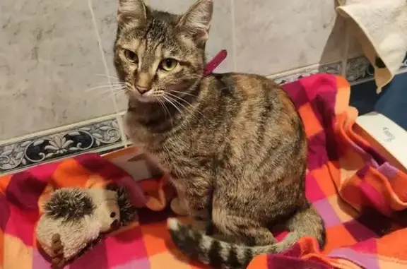 Найдена кошка, Новокузнецк, фото: Кошка найдена на пр.Курако 11, Новокузнецк