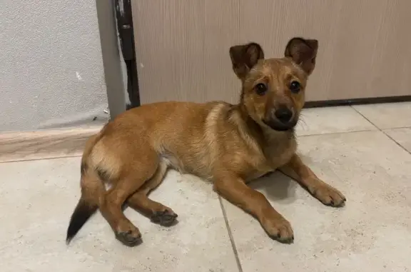 Найден щенок, ул. Генерала Антонова, 2