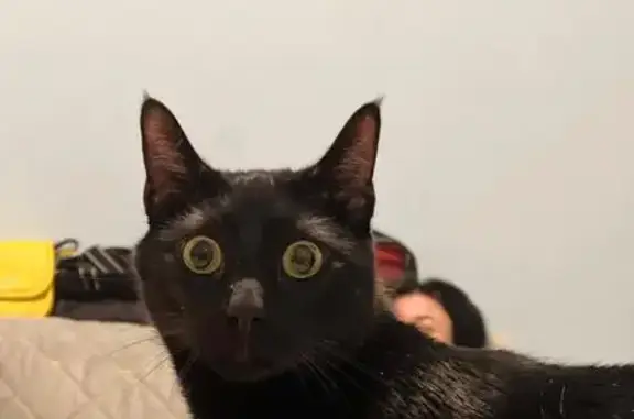 Пропал черный кот, 17-я аллея, 21А с1