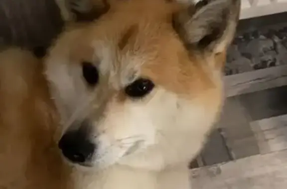 Пропала собака, Шоссейная ул., Кугеси