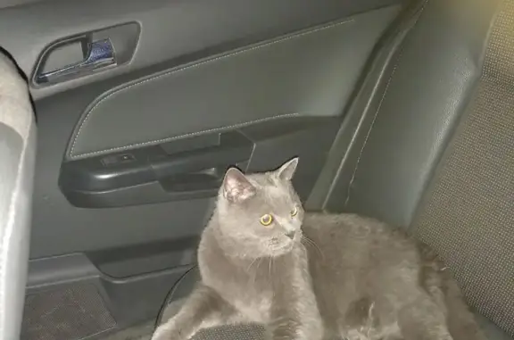 Кот найден на Ленинградке, Мурманск.