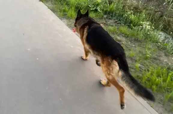 Найдена собака, Стрельна, фото: Собака найдена: пр. Будённого, Стрельна