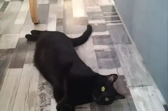 Кошки потеряшки, Санкт-Петербург, фото: Потеряшка кошка, Лиговский пр., 183 литГ