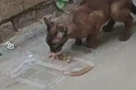 Найдена кошка, Щёлковское шоссе, 70 с1