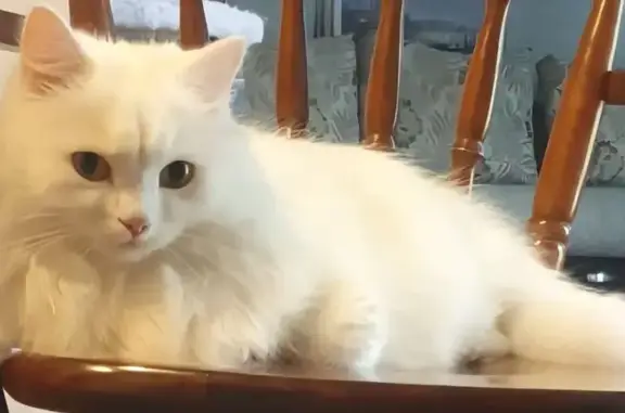 Кошки потеряшки, Томск, фото: Потеряшка белая кошка, Кононова 4, Томск