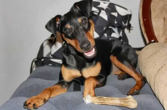 Собаки потеряшки, Хабаровск, фото: Потеряшка собака, Мостовая 2Б, Хабаровск