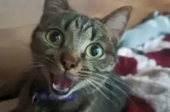 Пропала кошка, ул. Просвещения, 19