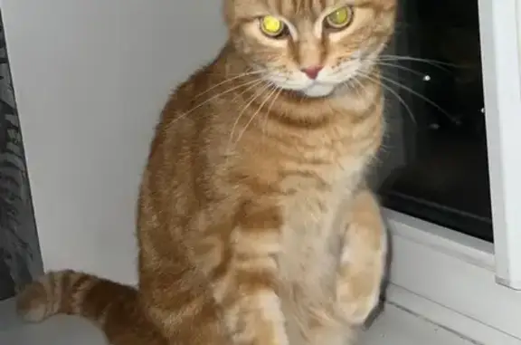 Найдена кошка, Сургут, фото: Крупный кот найден, б-р Писателей 21, Сургут