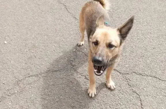 Найдена собака, Абакан, фото: Собака найдена: ул. Маршала Жукова, 89