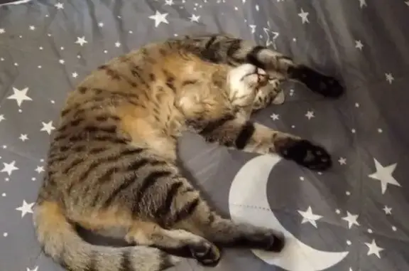 Кошки потеряшки, Кемерово, фото: Потеряшка кошка Ненси, Ленинградский пр., Кемерово