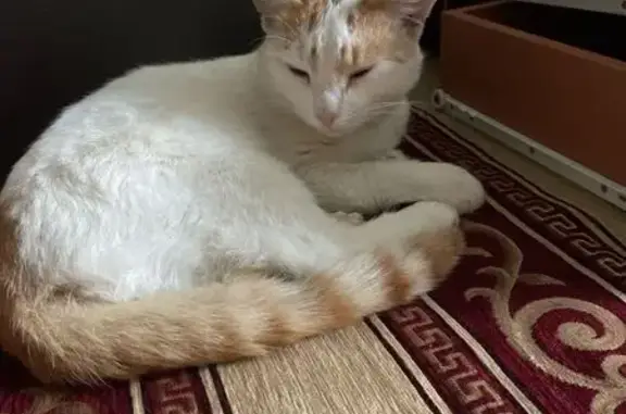 Найдена кошка, Ярославль, фото: Кошка найдена: Кавказская, 39, Ярославль
