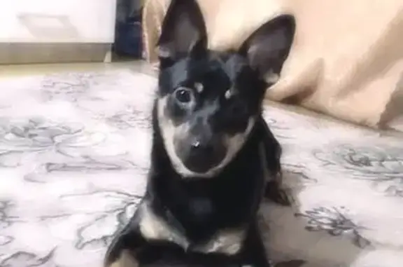 Пропала собака, ул. Ленина 30, Невьянск