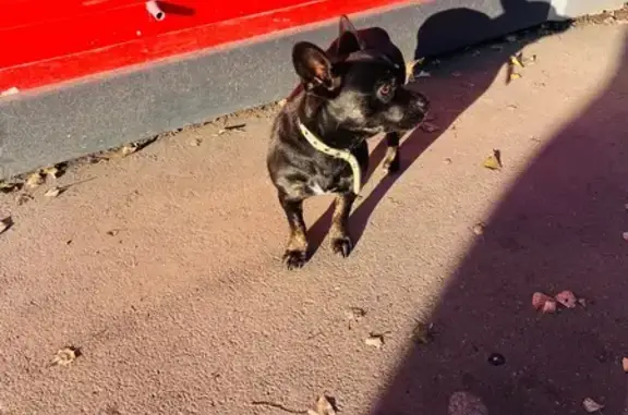 Найдена собака, Абакан, фото: Собака на проспекте Дружбы Народов, Абакан