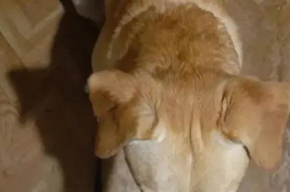 Найдена собака, ул. Шишкова, Воронеж