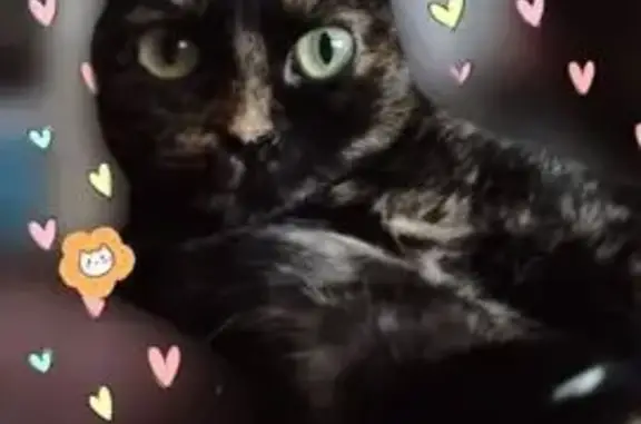 Объявления о пропавших и найденных животных, Карасук, фото: Пропала кошка, Щорса 19, Карасук