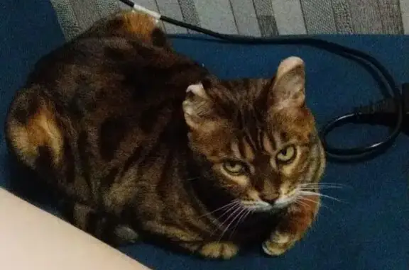 Кошки потеряшки, Кемеровская область, фото: Потеряшка кошка, Калачево, Кемерово