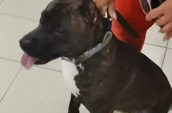 Найдена собака, Нижегородская область, фото: Собака найдена у магазина, Дзержинск