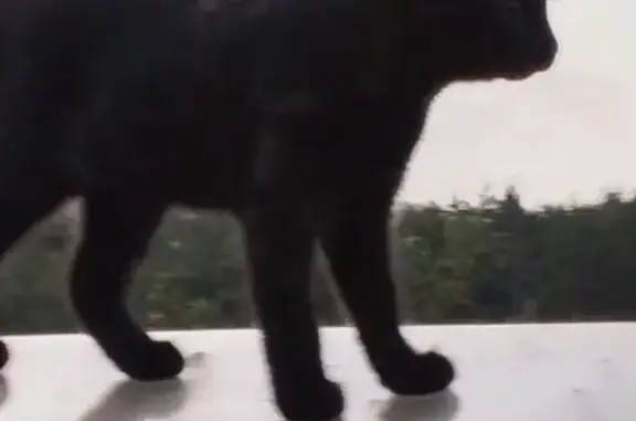 Кошки потеряшки, Минск, фото: Потеряшка кошка Луна, ул. Лобанка, Минск