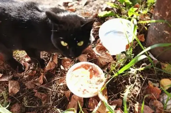 Найдена кошка, Прокопьевск, фото: Найдена кошка, Кустарная 22, Прокопьевск