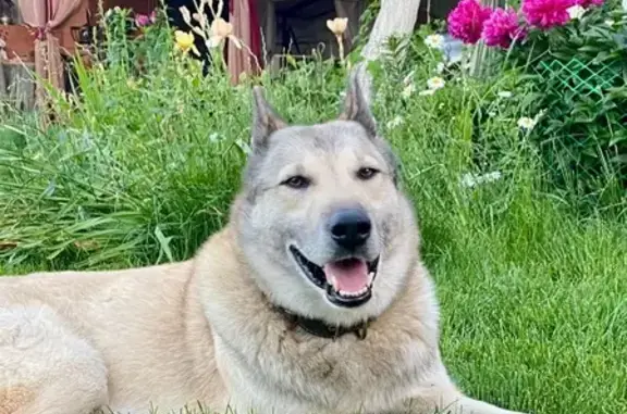 Собаки потеряшки, , фото: Потеряшка собака в СНТ Малиновка, Марий Эл