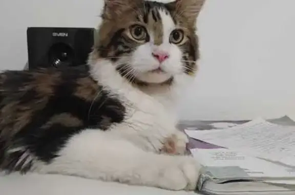 Пропала кошка, ул. Стальского 20, Курган