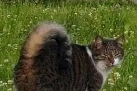 Кошки потеряшки, , фото: Потеряшка кошка Тоби, 4-й Конный пр., 14