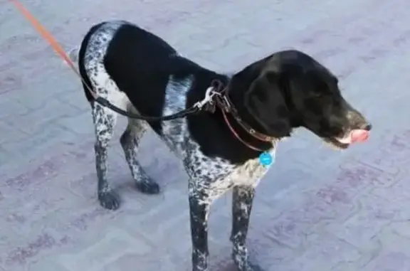 Потерянные животные Якутск, фото: Пропала собака на ул. Хабарова, 5, Якутск