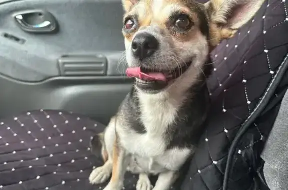 Найдена собака, Астрахань, фото: Собака найдена на Аэропортовском шоссе, 44